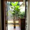 7ft Banana Tree in Black Pot with 36 Silk Leaves, Floral Home by Artificial Flowers
